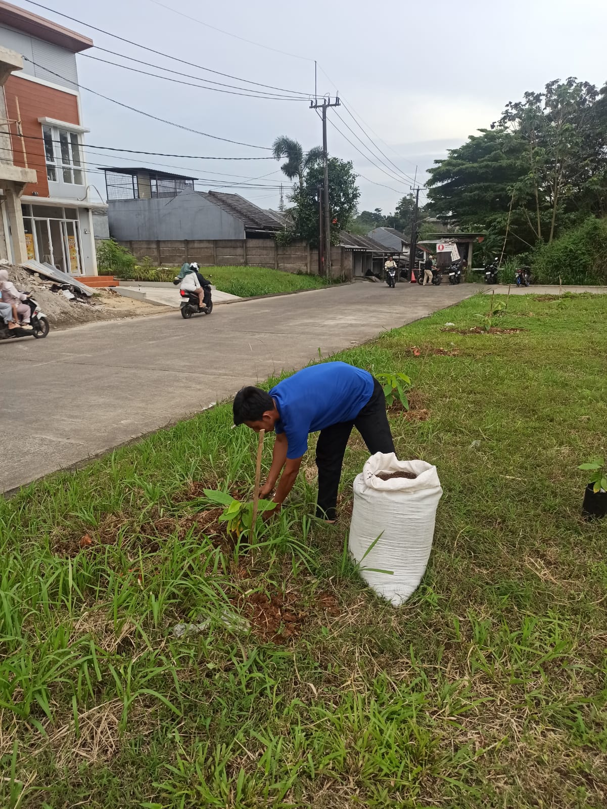 PENANAMAN BIBIT KAKAO SEBAGAI PENGHIJAUAN LINGKUNGAN PERUMAHAN