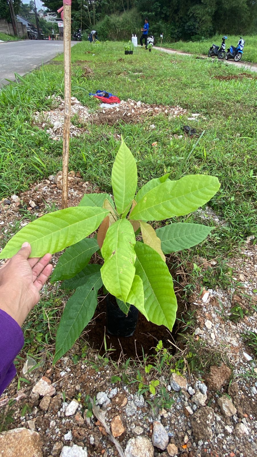 PENANAMAN BIBIT KAKAO SEBAGAI PENGHIJAUAN LINGKUNGAN PERUMAHAN